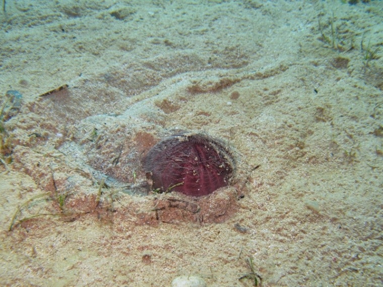 Spatangus purpureus (O.F. Müller, 1776)